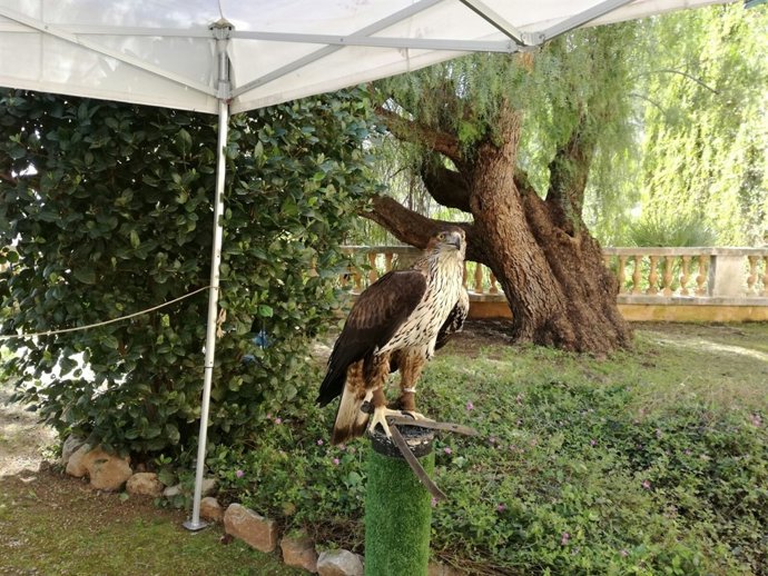 Águila coabarrada o Águila de Bonelli 