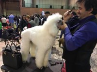 Fibes (Sevilla) acoge Surmascotas 2017, el mayor centro de exposición, venta y adopción de mascotas de Andalucía