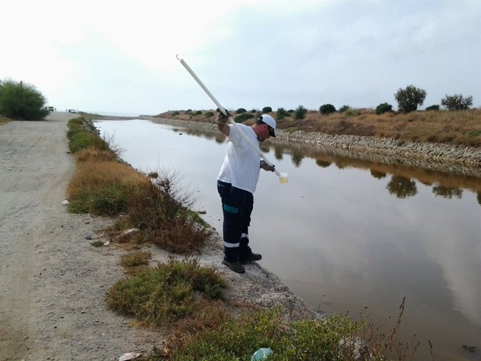 Mosquitos en Málaga 
