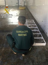 Intervienen 150 kilos de pulpo inmaduro en la bodega de un barco en Torrevieja