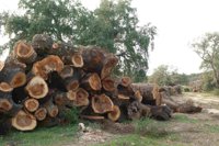 Ecologistas en Acción solicita a la Junta información por "tala de alcornoques centenarios" en Almonte (Huelva)