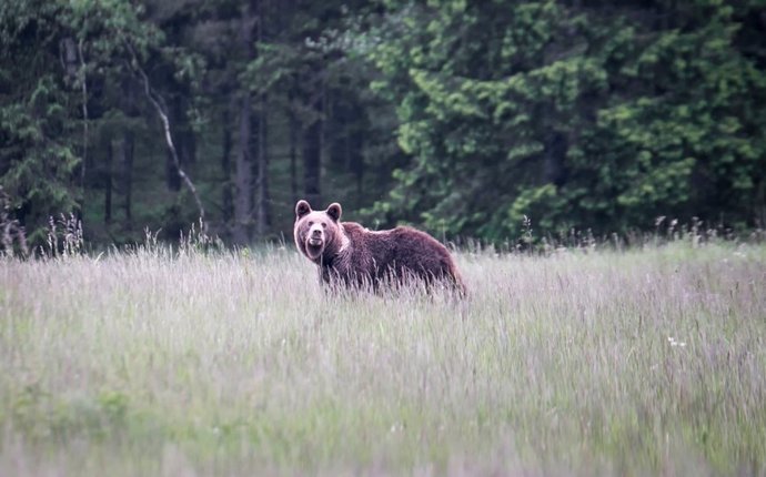 Oso pardo