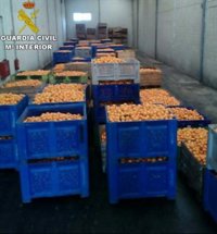 Detenidas tres personas e investigadas cuatro más por el robo de 150.000 kilos de naranjas en l'Horta sud