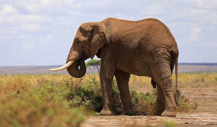 A male elephant grazes during an exercise to fit them with advanced satellite ra