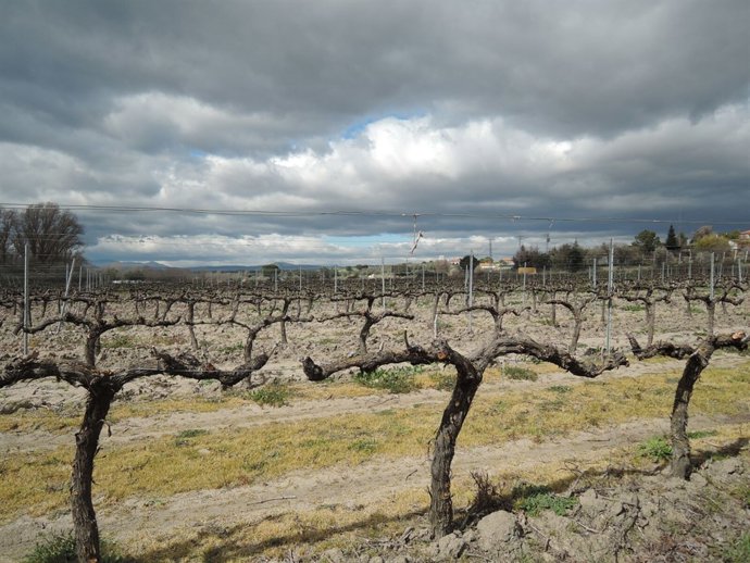 Campo de cultivo, agricultura, agricultor, parra, parras, viñas, viñedo, uva