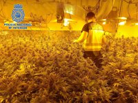 A prisión cuatro detenidos en Almería por el cultivo de más de 500 plantas de marihuana