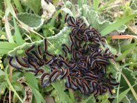 PSE-EE advierte de la presencia de la oruga procesionaria en parques de Barakaldo