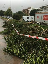 El temporal de viento y lluvia deja una decena de árboles caídos en Morón y vallas y señales derribadas