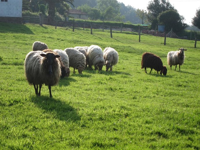 Ovejas, campo, rural.