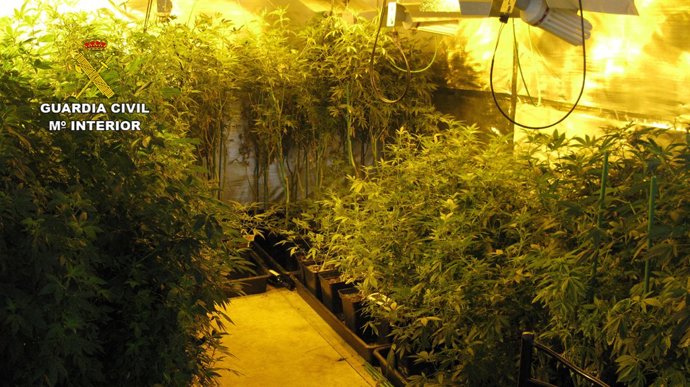 Plantació de marihuana