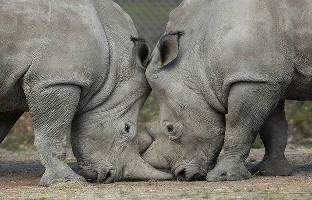 Rinoceronts en el zoo de Thoiry