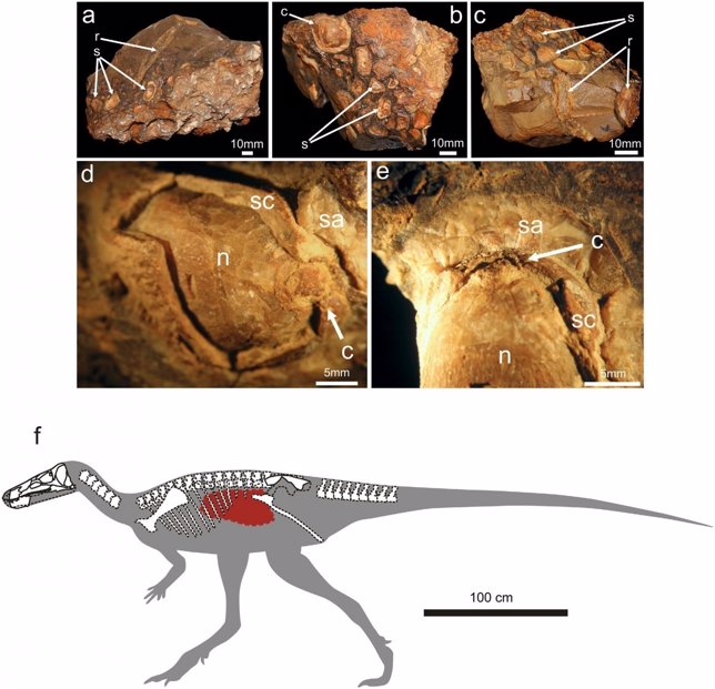 Restos fósiles de la comida ingerida por un dinosaurio