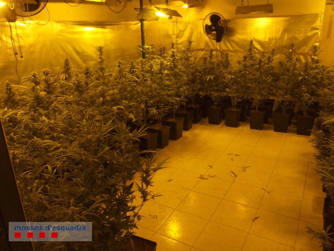 Durante la operación los Mossos intervinieron 332 plantas de marihuana