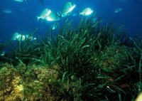 La iniciativa Save Posidonia Project logra el apadrinamiento en Formentera de 1.157 m2 de esta planta