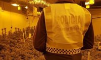 Urbana interviene una plantación de marihuana en Barcelona de unas 400 plantas