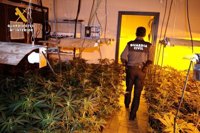 Desmantelada una plantación con 450 plantas de marihuana y detenido un hombre en Almodóvar del Río (Córdoba)