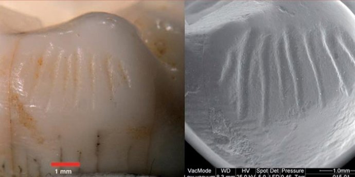 Restos de molares de neandertales de El Sidrón