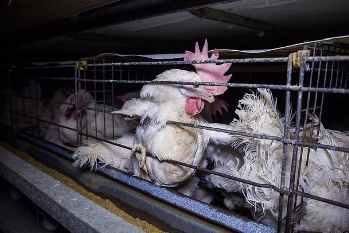 Granja de gallinas en jaulas en Lombardía (Italia)