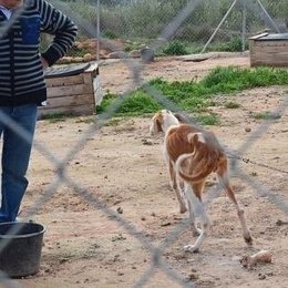 Perros rescatados en Entrena