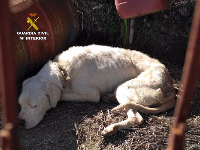 El perro que estaba dejando morir el detenido en Molvízar