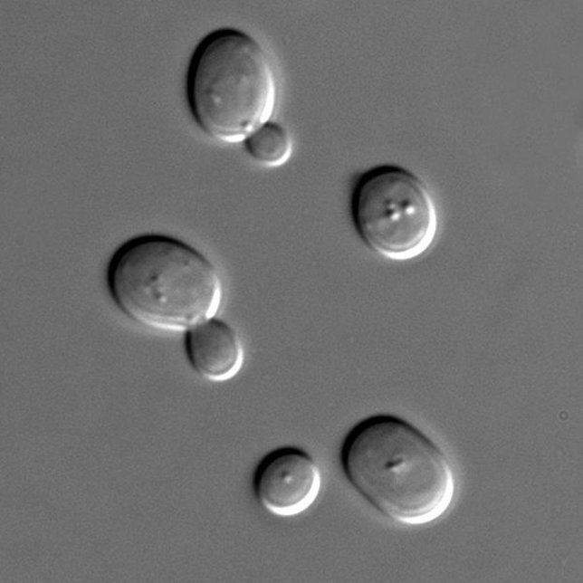 Células de Sacharomyces cerevisiae vistas al microscopio.