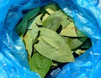 Una empresa alemana negocia la importación de la hoja de coca boliviana