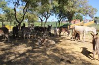 Arranca en Bormujos la I Feria Internacional de Burros con asnoterapia, talleres y 40 expositores
