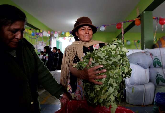 A coca grower of Yungas region holds coca leaves at the ADEPCOCA (Coca Growers  