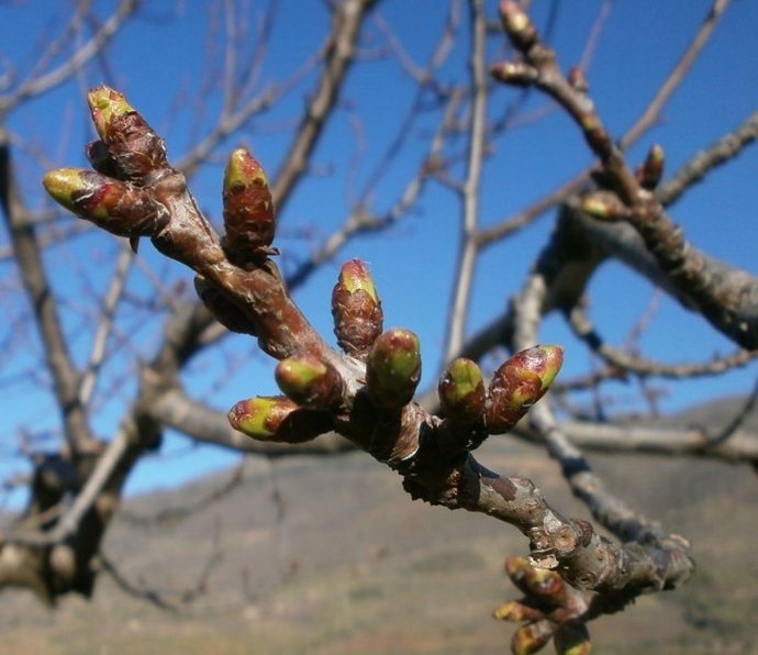 Estado de floración de los cerezos del Jerte a 10 de marzo