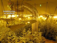 Detienen a una persona e investigan a otra por cultivar marihuana en Chiloeches