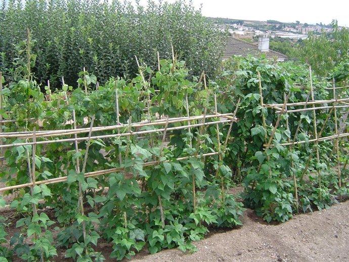 Huerto, hortalizas, verdura