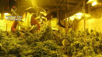 Desmantelado un invernadero dedicado al cultivo intensivo de marihuana en Sagonera la Seca