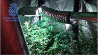 Desmantelan una plantación de marihuana en Torrent de una pareja de jóvenes en su casa
