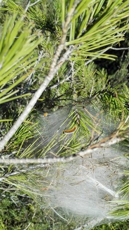 Plaga de procesionaria del pino en el Berguedà