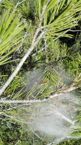 Plaga de procesionaria del pi en el Berguedà