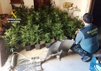 Sucesos.- Detenida una mujer por cultivar 50 plantas de marihuana en Moncofa