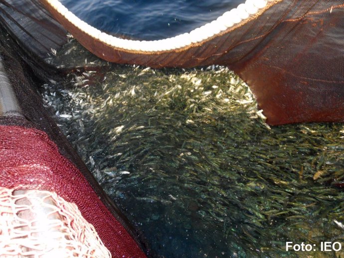 Estudio sobre la abundancia de boquerón en el Golfo de Cádiz