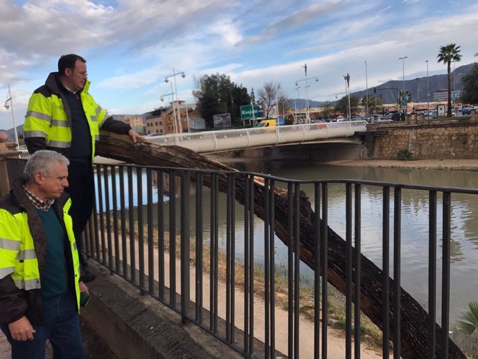 Guillén y los técnicos municipales supervisan árboles caídos por el viento