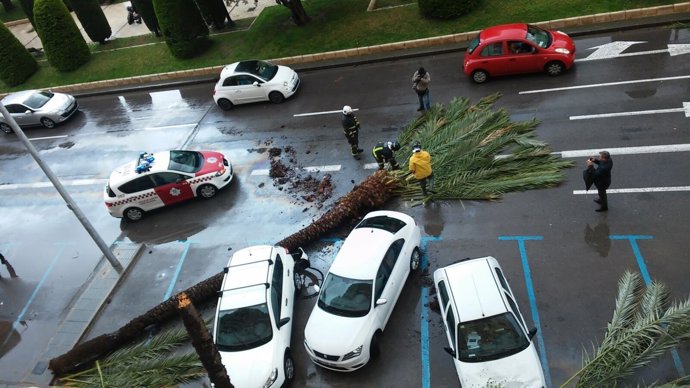 Imagen del árbol volcado por el viento en Cartagena