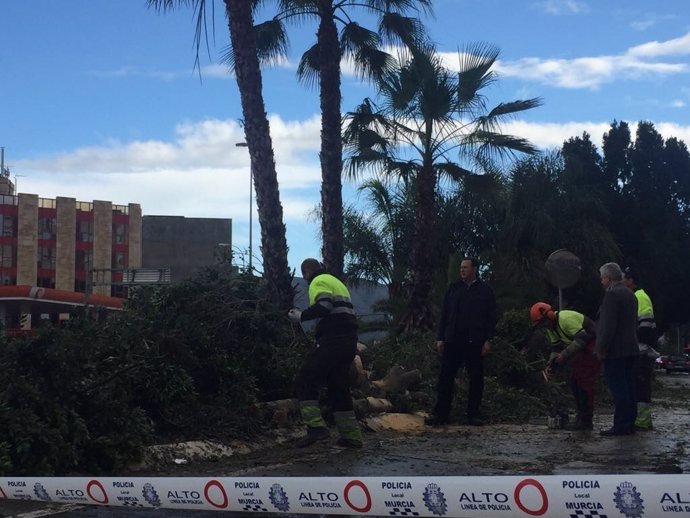 Guillén y los técnicos municipales supervisan árboles caídos por el viento