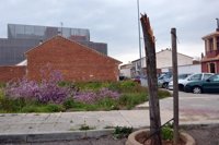 El viento arranca una morera de grandes dimensiones a la entrada del estadio municipal de Daimiel (Ciudad Real)