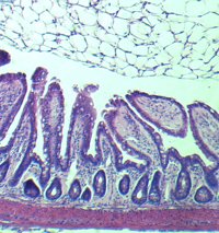 Consiguen revertir el envejecimiento de células madre de intestino