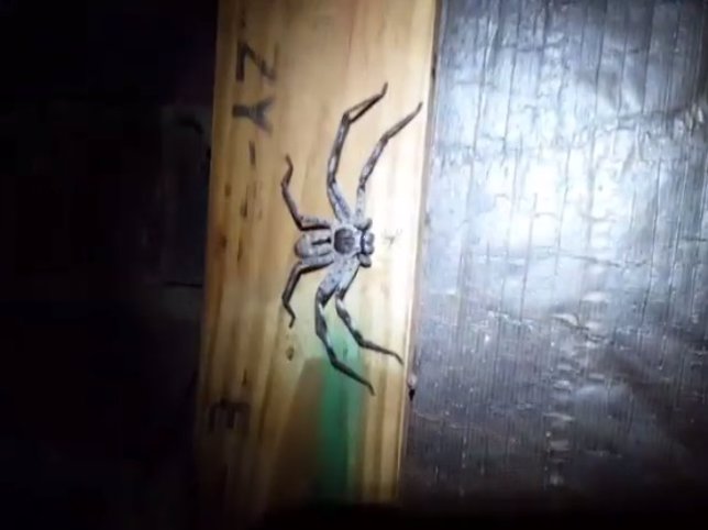 Enorme araña huntsman gris encontrada en una casa de Australia