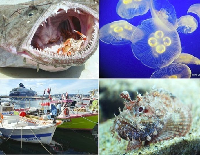 Un model matemàtic ha replicat la dinàmica ecològica temporal de l'esosistema