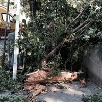 El Ayuntamiento lanzará un 'SELUR de los árboles' para resolver incidencias de las zonas verdes en un servicio 24 horas