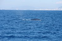 La nueva temporada para avistar cetáceos en las costas vascas se iniciará en abril y concluirá en octubre