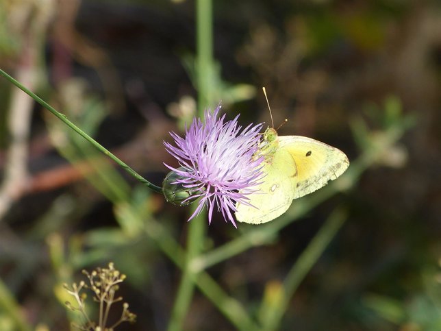 Mariposa, flor, polinización, naturaleza, primavera, fauna, flora, prado