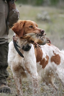 Perro de caza