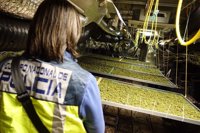 Desarticulada una banda que cultivaba marihuana en Murcia, Sevilla y Málaga para enviarla a Europa