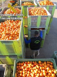 Detenidas 11 personas acusadas de robar más de 170.000 kilos de naranjas en Valencia